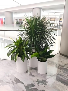 宁波余姚花卉租赁方案 宁波余姚花卉租赁方案